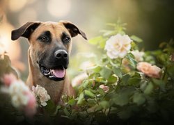 Pies rasy Blackmouth Cur wśród krzewów róż