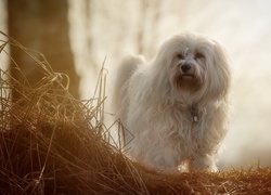 Pies rasy hawańczyk stoi na suchej trawie