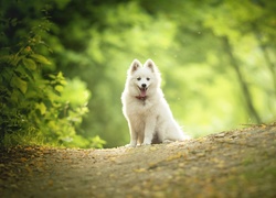 Pies rasy szpic na leśnej polanie