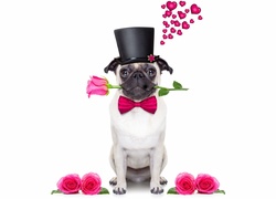 Pies romantyk w cylindrze i różą w pyszczku