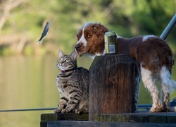 Pies stojący na kładce obok kota zapatrzonego w rybkę na wędce