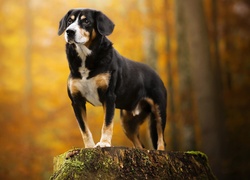 Pies stojący na pniu drzewa
