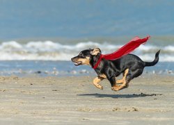 Pies w apaszce biegnie plażą