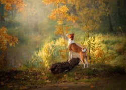 Pies w jesiennym lesie