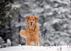 Pies w padającym śniegu