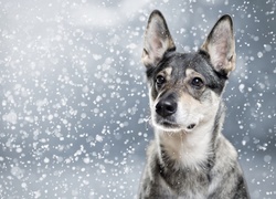 Pies wśród płatków padającego śniegu