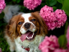Pies z wystawionym językiem pośród kwiatów hortensji