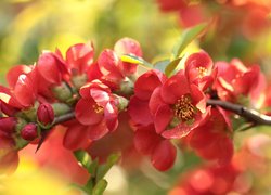 Czerwone, Kwiaty, Pigwowiec japoński