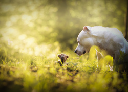 Pit bull terrier zerka na pluszową maskotkę porzuconą w trawie