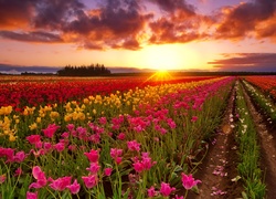 Plantacja kolorowych tulipanów w promieniach zachodzącego słońca