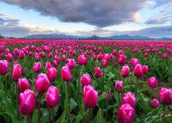 Plantacja różowych tulipanów pod zachmurzonym niebem