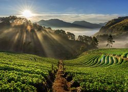 Plantacja truskawek na wzgórzach w tajlandzkiej prowincji Chiang Mai