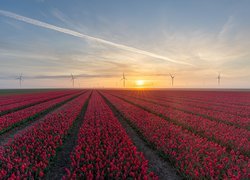Plantacja tulipanów i wiatraki w oddali