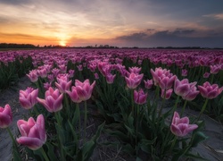 Plantacja tulipanów w zachodzącym słońcu