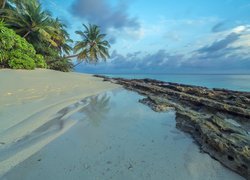 Wyspa Dhoores, Południowy atol, Malediwy, Morze, Kamienista, Plaża, Drzewa, Palmy