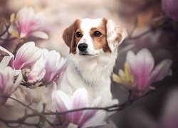 Pies, Płochacz, Spojrzenie, Kwiaty, Magnolie