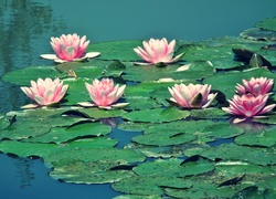 Pływające kwiaty
