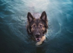 Pies, Owczarek niemiecki, Woda, Pływanie