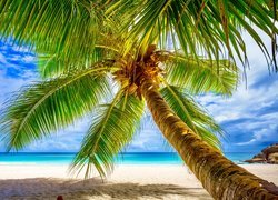 Pochylona palma kokosowa na plaży