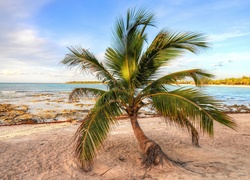 Pochylona palma na plaży z widokiem na morze