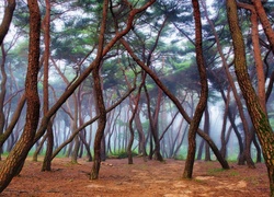 Las, Pochylone, Drzewa, Mgła