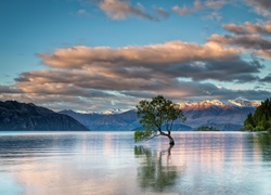 Pochylone drzewo na jeziorze Wanaka w Nowej Zelandii z górami w tle