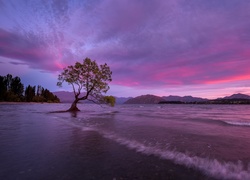 Nowa Zelandia, Jezioro Wanaka, Pochylone, Drzewo, Zachód słońca, Wzgórza