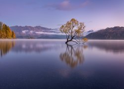 Jezioro Wanaka, Drzewo, Góry, Jesień, Odbicie, Nowa Zelandia
