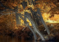 Jesień, Drzewa, Dęby, Rzeka