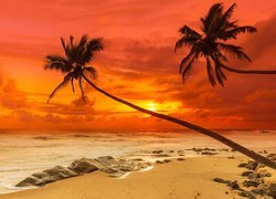 Pochylone palmy nad plażą
