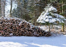 Pocięte drewno w zimowym lesie