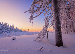 Pogodny poranek nad zasypanymi śniegiem drzewami