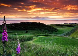 Wzgórze, Pole golfowe, Łąki, Trawa, Kwiaty, Naparstnica purpurowa, Chmury, Bamburgh, Northumberland, Anglia