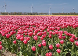 Pole czerwonych tulipanów z wiatrakami w tle