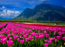Pole kolorowych tulipanów u podnóża gór