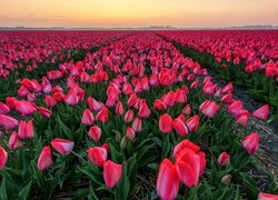Pole różowych tulipanów