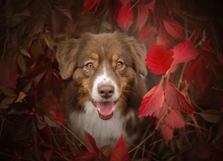 Portret owczarka australijskiego w jesiennych liściach