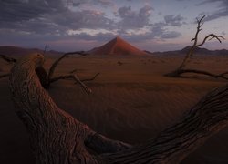 Powalone konary drzew na pustyni Namib