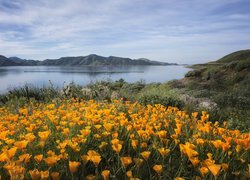 Jezioro, Żółte, Kwiaty, Maczki kalifornijskie, Pozłotki, Góry