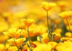 Żółte, Kwiaty, Pozłotki, Maczki kalifornijskie