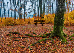 Pożółkłe drzewa i ławka na opadłych liściach w parku