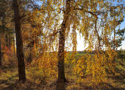 Pożółkłe drzewa na skraju lasu jesienią