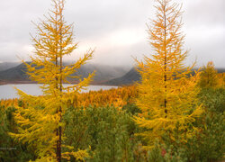 Pożółkłe drzewa na tle jeziora Jack London i gór Kołymskich w Rosji