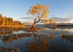 Jezioro Wanaka, Drzewa, Góry, Jesień, Nowa Zelandia