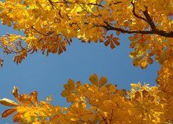 Pożółkłe liście kasztanowca na tle błękitnego nieba