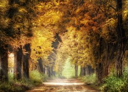 Jesień, Droga, Drzewa, Pożółkłe, Liście