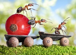 Pracowite mrówki na wózku podczas transportu porzeczki