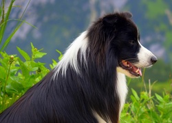 Profil siedzącego psa border collie wśród roślin