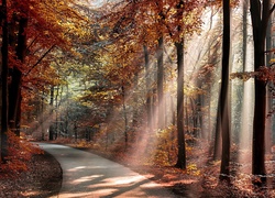 Promienie słońca oświetlają drogę w jesiennym lesie
