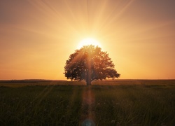 Promienie słońca otulają drzewo na łące o świcie